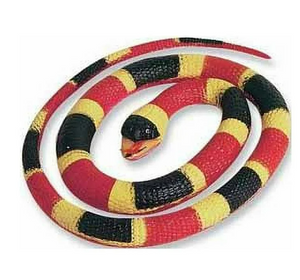 Coral Snake Rubber Snake