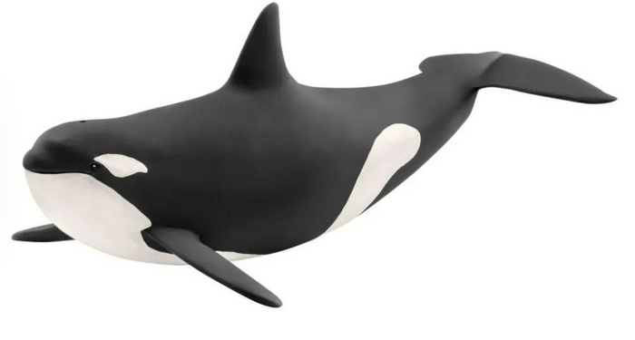 Killer Whale