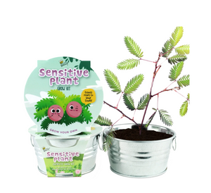 Sensitive Plant-Kids Mini Painted Basin