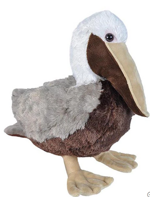 CK Brown Pelican
